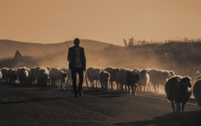 244: The Sending Shepherd with Denny Spitters and Matthew Ellison