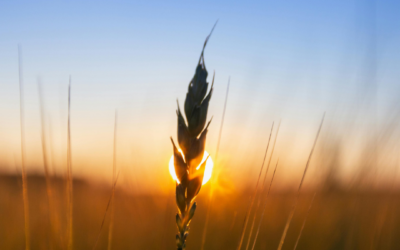 245: The Calling and Care of Business as Mission Workers – Matt K