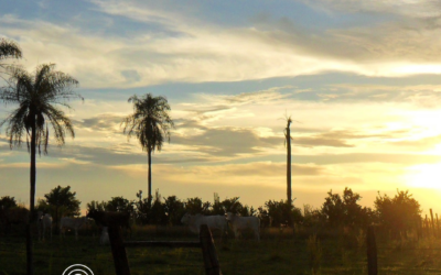 260: Good News From the Field: Paraguay